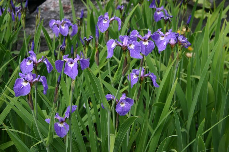 Kaunokurjenmiekka Muhos