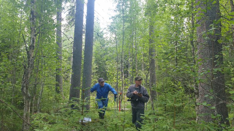 säästöpuukokeen metsä Heinäveden läheltä