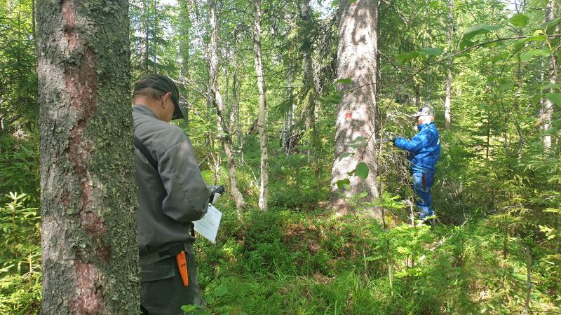 metsä säästöpuukokeen kuusikosta Heinäveden läheltä