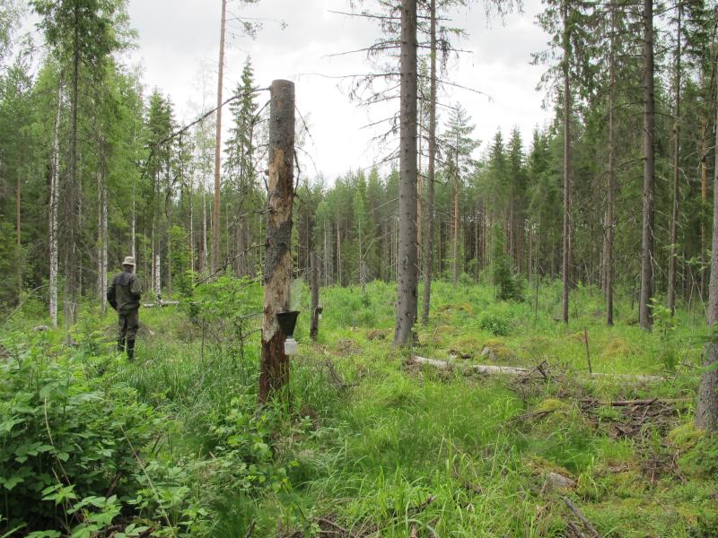 mies, metsäaukio ja tekopökkelö