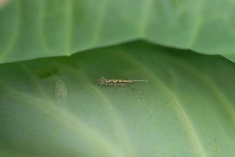 Aikuinen kaalikoi keräkaalin pinnalla.