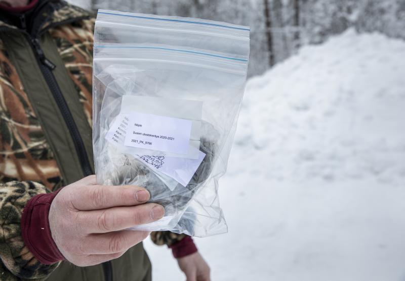 DNA-näytekerääjä pitää kädessään näytepussia, jonka sisällä on suden jätös.