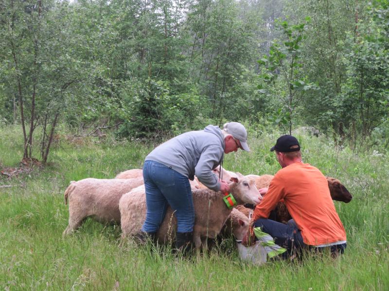 Kaksi miestä asentaa lampaalle GPS-pantaa kaulaan.