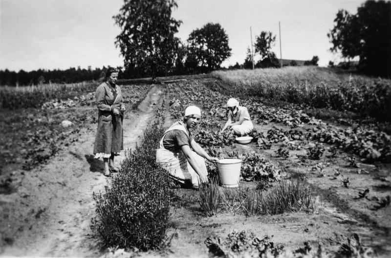  Kolme naista työskentelee kasvimaalla Rovaniemen maalaiskunnassa. Etualalla kasvaa sipulia ja sen kasvutavasta voi päätellä sen olevan ryvässipulia. Kuva on otettu 1920-luvulla tai 1930-luvun puolivälissä. Kuva: Lapin maakuntamuseon kokoelmat, kuvaaja tuntematon.