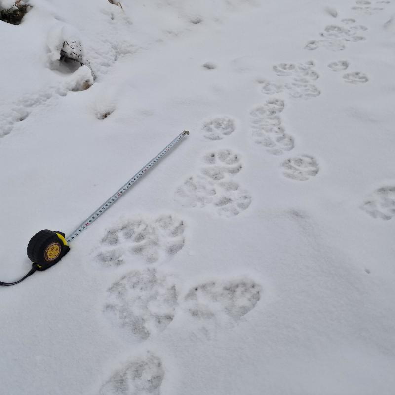 Suden jälkiä lumessa ja vieressä mittanauha, jossa on petoyhdyshenkilön tunnus.
