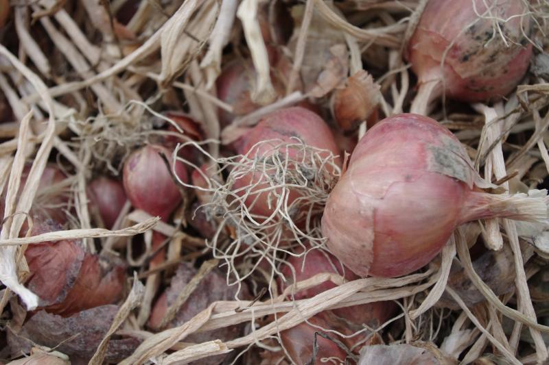 Sipuliosuuskunta Ärmätin nimeämä ryvässipuli ”Ärmätti”. Kuva on otettu geenipankin kuivumassa olleesta sadosta 27.8.2014 Luonnonvarakeskuksen Piikkiön puutarhatutkimuksen toimipaikassa. Ärmätti (Ärmätti 2) on perimältään samanlainen kuin Pudasjärven kanta. Kuva: Maarit Heinonen.