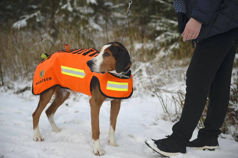 Suomenajokoiralla on päällään susisuojaliivi.