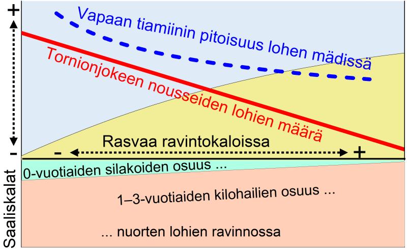 Ravintokalojen rasvaisuus vaikuttaa Simojokeen ja Tornionjokeen nousevien lohien määrään