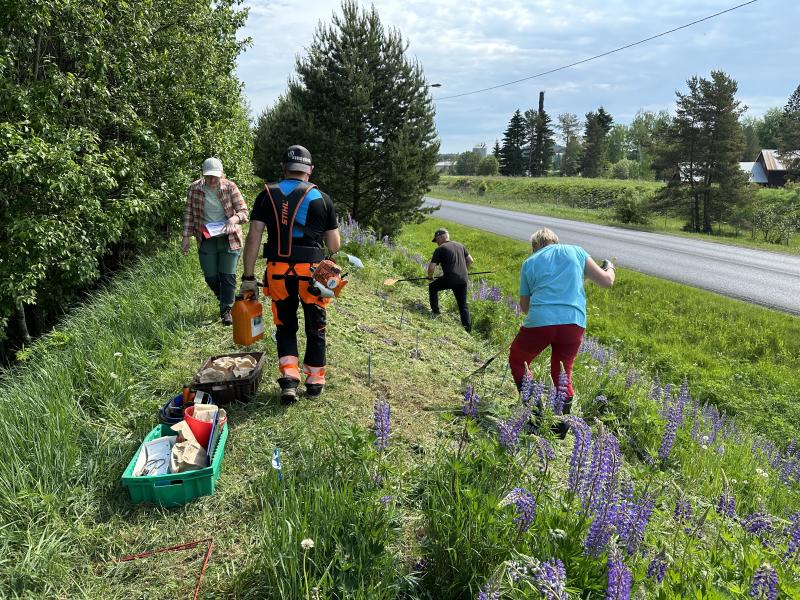 tutkijoita niittämässä lupiineja tienvarrella tutkimusta varten
