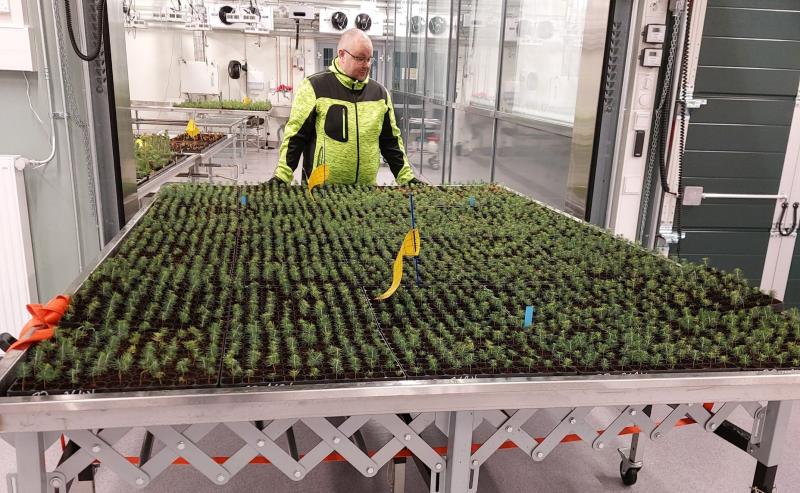 Tutkija siirtää kuusen solukkotaimia kasvihuoneeseen