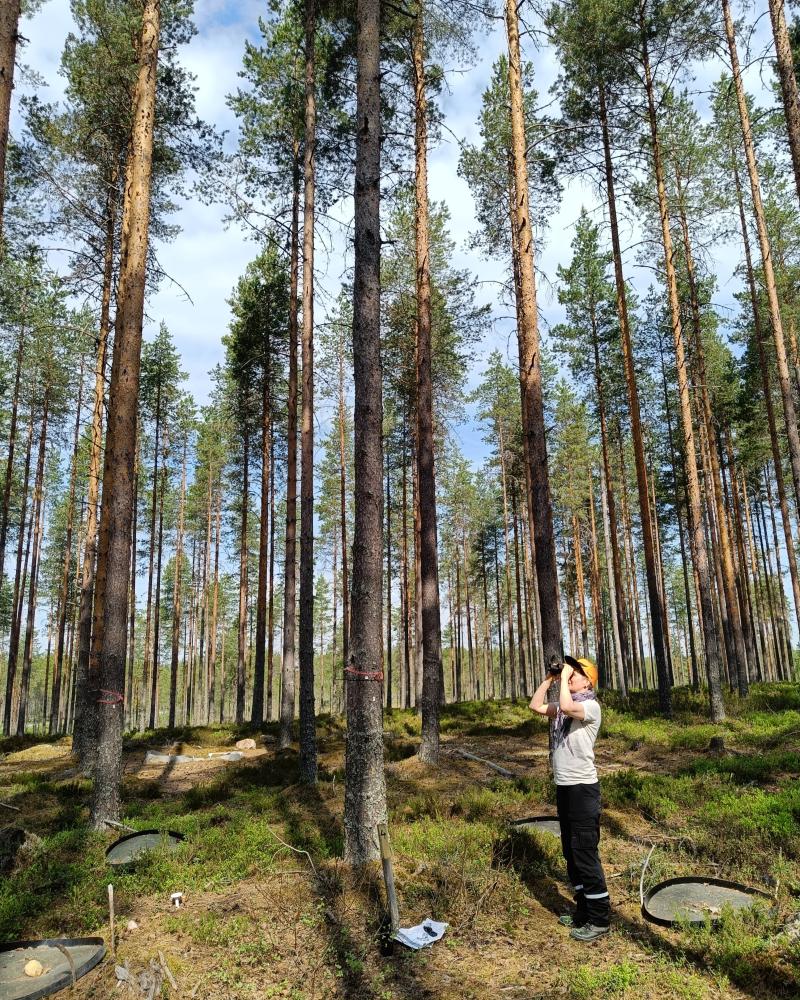 tutkija mäntymetsässä 