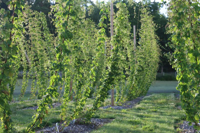 Piikkiön humalatarha