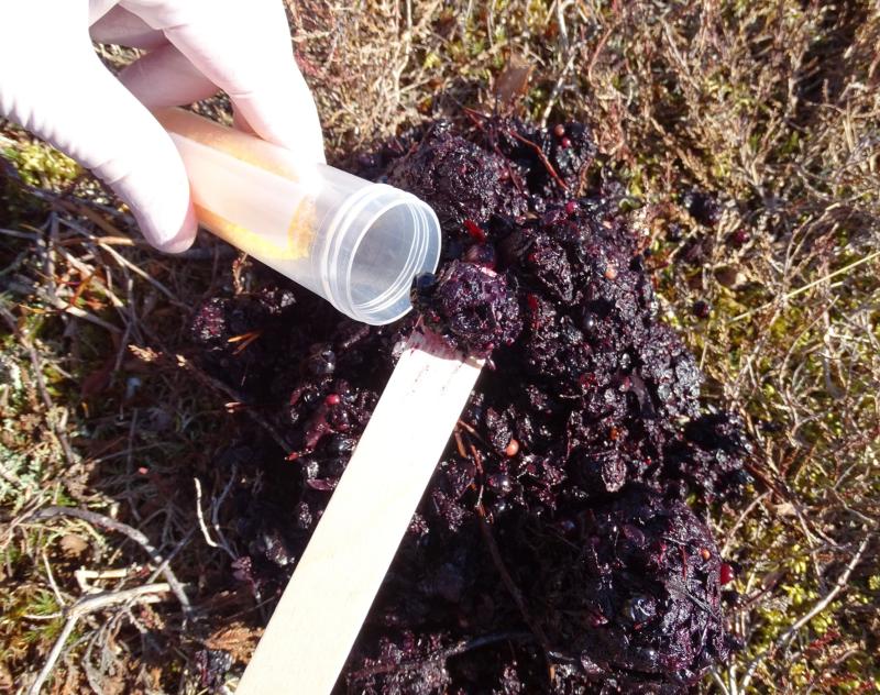 dna-näytteen otto karhun ulosteesta