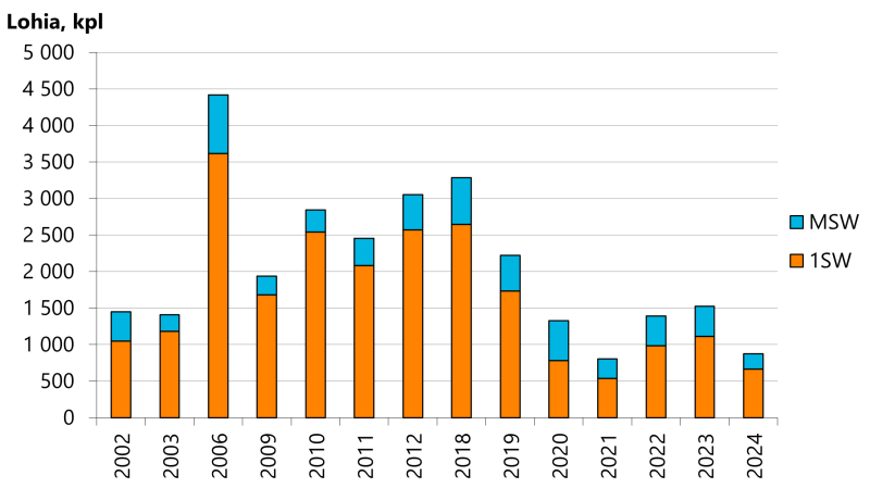 Graafi Näätämöjoen Kolttakönkään kalatien kautta nousseiden lohien määristä vuosina 2006-2024. Vuodesta 2020 alkaen lohimäärät ovat olleet selvästi aiempaa vähäisempiä.
