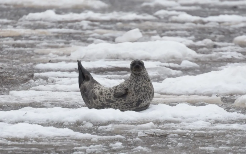 itämerennorppa jäällä
