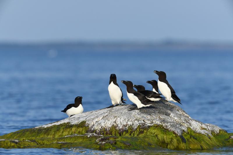 ruokit kivellä merialueella