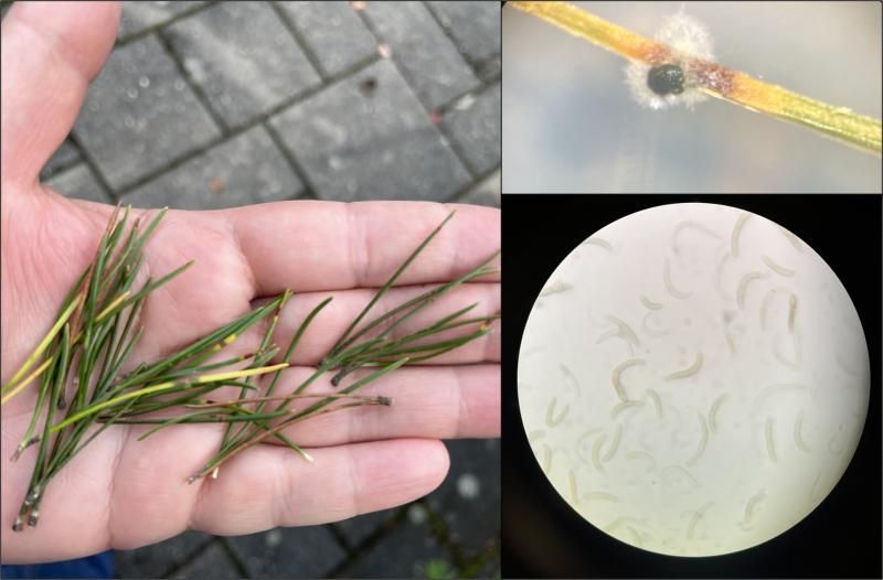 Kuvassa ruskovyökaristeen aiheuttamaa kasvitautia