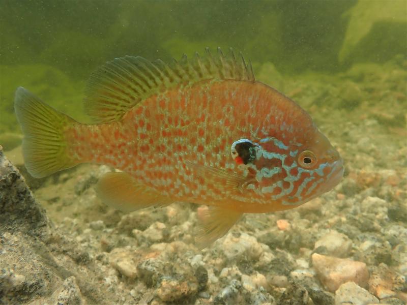 Aurinkoahven vedessä, sorapohjan yläpuolella.