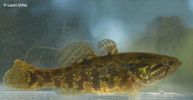 Rohmutokko vedessä. 