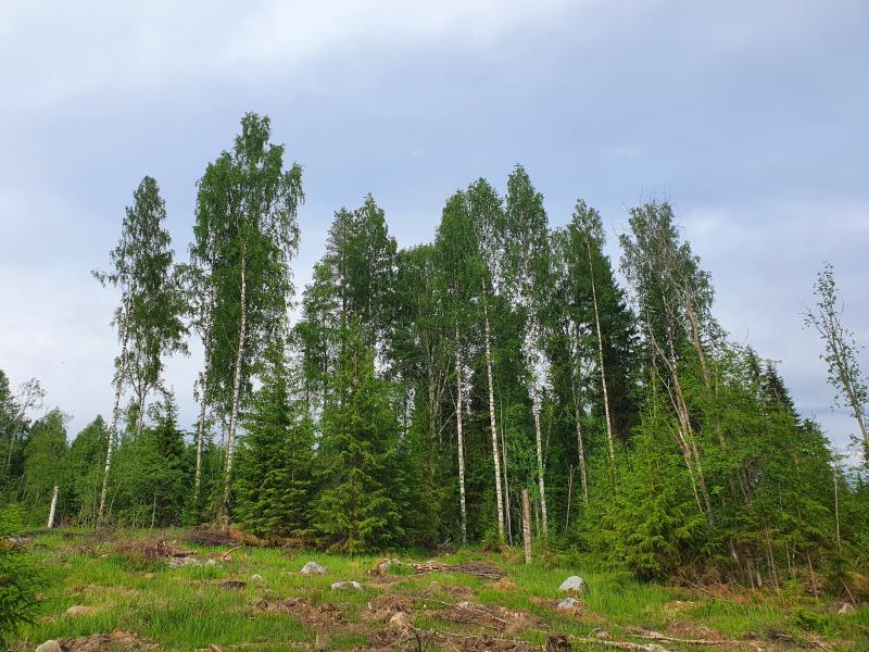 Säästöpuuryhmä