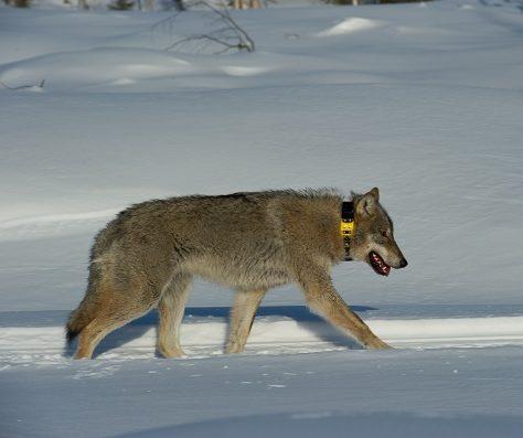 Pannoitettu susi-1655