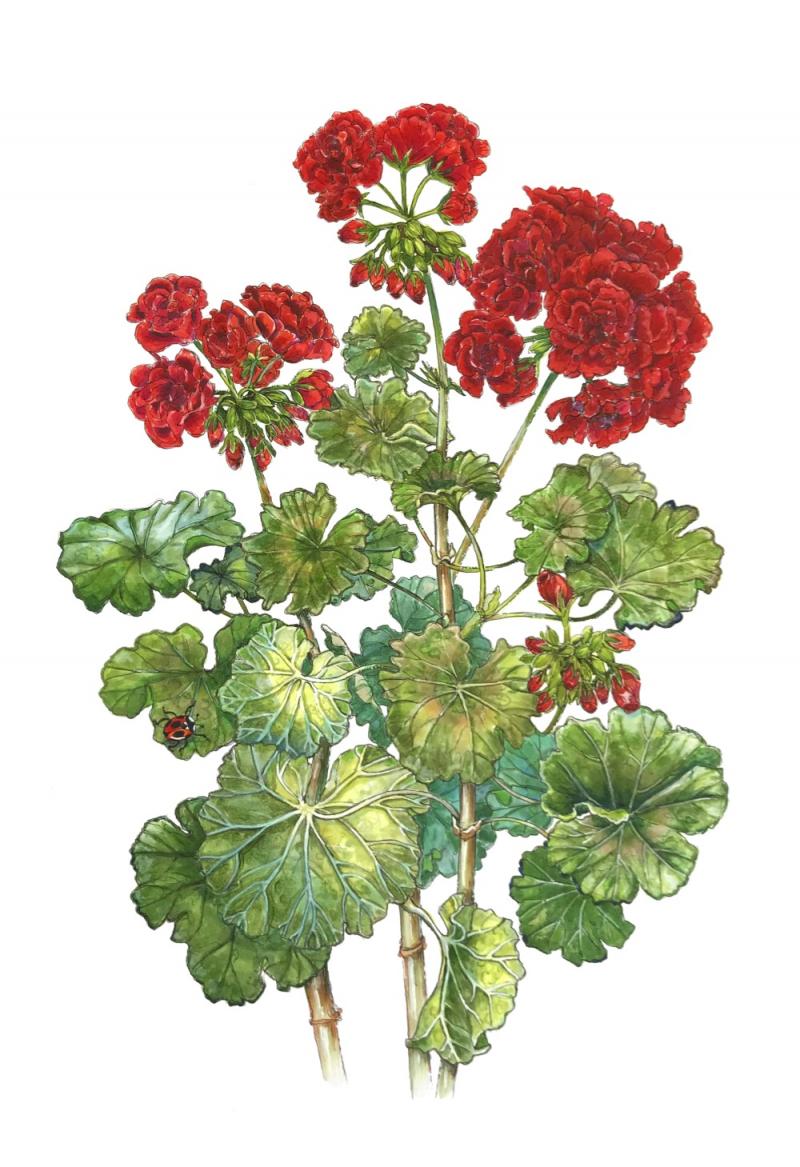 Akvarellipiirros Viipurin evakko -pelargoniasta.