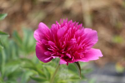 Juhannuspioni kukkii, aniliinin punainen kukka.