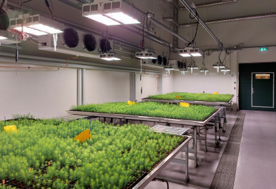 Kasvu2-laboratorion sisäkuvaa. Taimia kasvamassa.