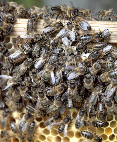 Pohjolantummamehiläisiä