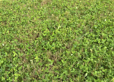 Peltoviljely: apilan ja heinän seos nousee kauran alta. 