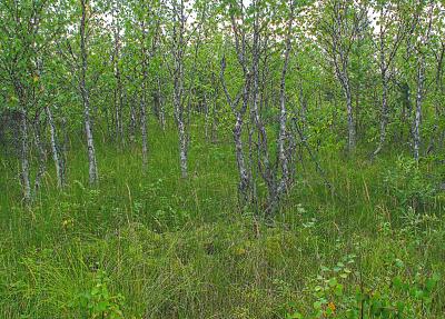 Koivuja ennallistetulla lettosuolla