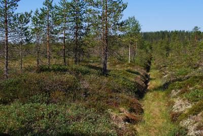 Vanha ojitettu keidasräme, ojat tukkeutumassa. Ojitus palautuu kohti luonnontilaa.