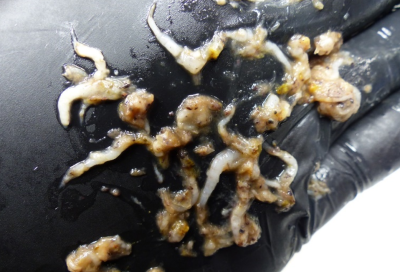 Turskan mahan sisältöä - parin sentin mittaisia, pieniltä katkaravuilta näyttäviä massiaisia.