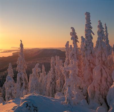 Näkymä tykkylumiseen Kolin kansallispuistoon. 
