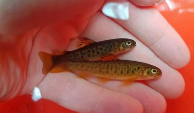 Kaksi taimenenpoikasta veden alla kädessä