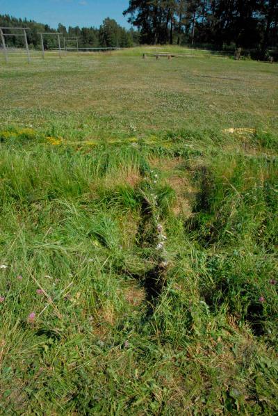 Ojanvarren kukkaletit yhdistyivät sillaksi. Kuvat Anne Nissinen / Luke.