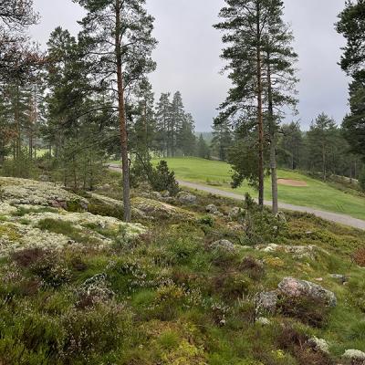 Golf course and a forest next to each other
