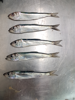 Viisi laihaa silakkaa