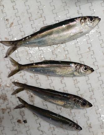 Neljä hyväkuntoista silakkaa, osa pieniä, osa isoja.