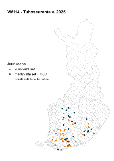 Vuonna 2025 juurikääpätuhot keskittyivät Etelä-Suomeen