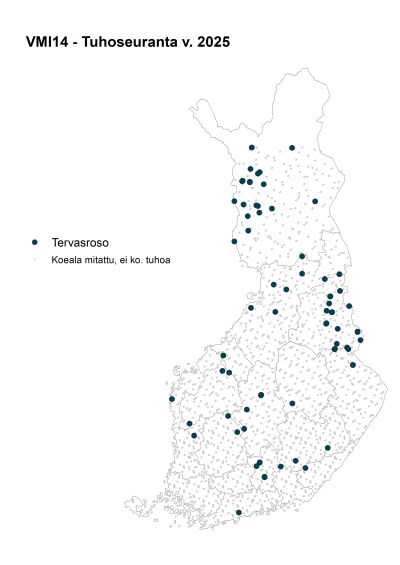 Vuonna 2025 tervasrosotuhoja tavattiin koko maassa, mutta enemmän Pohjois-Suomessa.