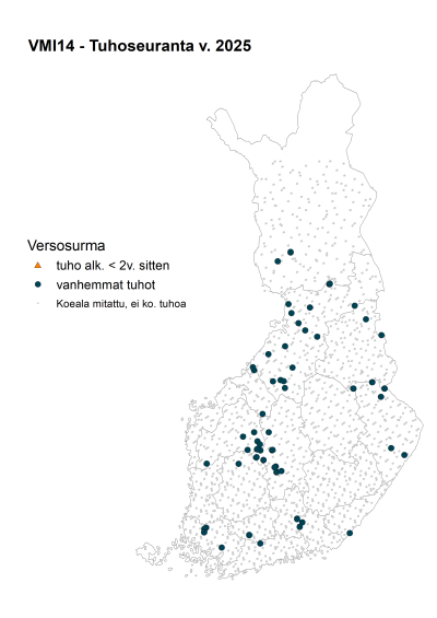 Männyn versosurma oli vuonna 2025 melko vähäinen tuhonaiheuttaja. 