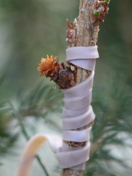 Kuusen perusrunko, johon on liitetty silmu. Silmustuskohta sidottu kumilenkillä.