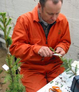 Mies istuu varttamassa. Tekee veitsellä viiltoa kuusen perusrungon latvaan. Vasemmalla kuusen varte, jossa varttamiskohta sidottu kuminauhalla.