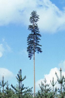 Suorarunkoinen ja kapealatvuksinen mänty, ympärillä männyntaimikkoa.