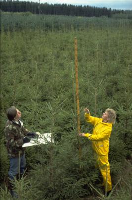 Kuusen taimikko jälkeläiskokeessa. Kaksi henkilöä mittaa kuusten pituuksia. Toinen pitää mittakeppiä ja lukee asteikkoa, toinen kirjoittaa lukeman lomakkeelle.