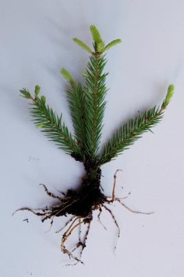 Kuusen pistokasoksa, johon on kasvanut juuret.