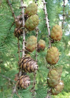 Lehtikuusen oksia, joissa uusia ja vanhoja käpyjä.