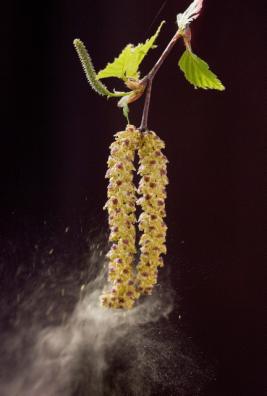 Rauduskoivun pieni, pysty eminorkko ja riippuvat, siitepölyä levittävät hedenorkot.