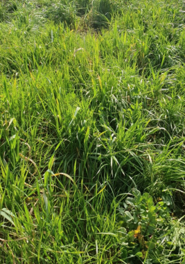 Maanpeitekasvusto, italianraiheinä Ranskassa.